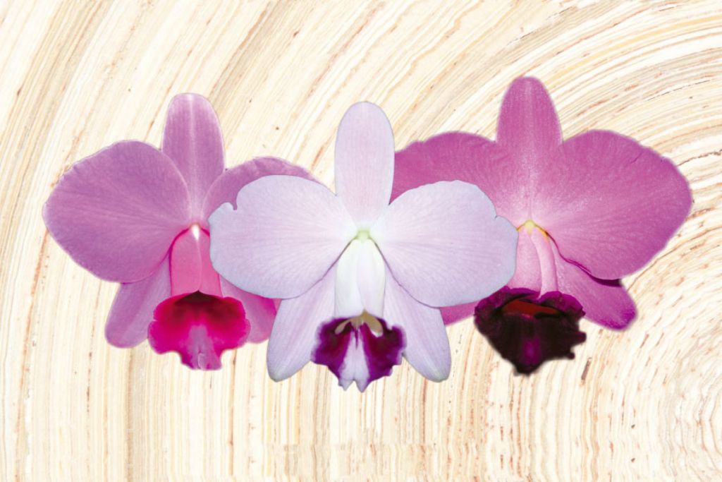 16ª Exposição de Orquídeas proporciona fim de semana mais florido em Pouso Alegre