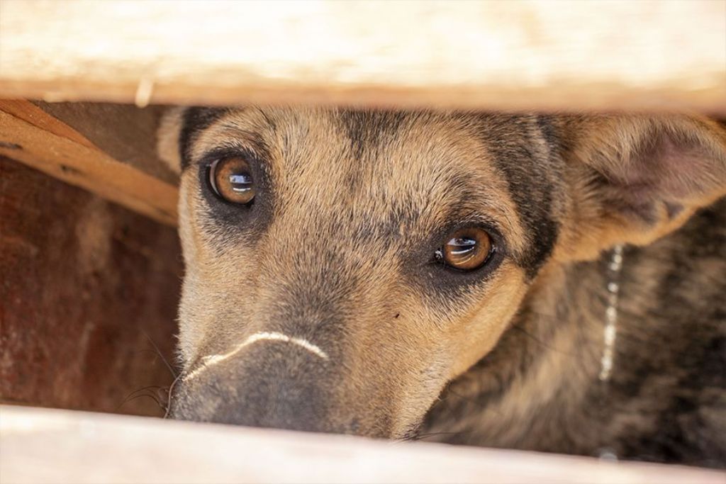 Castramóvel retorna para atender animais de tutores de baixa renda e ONGs