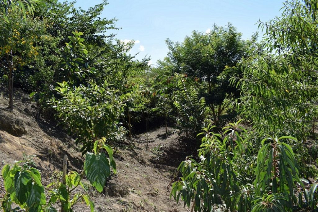  Área degradada às margens do Sapucaí Mirim recebe 6,5 mil árvores