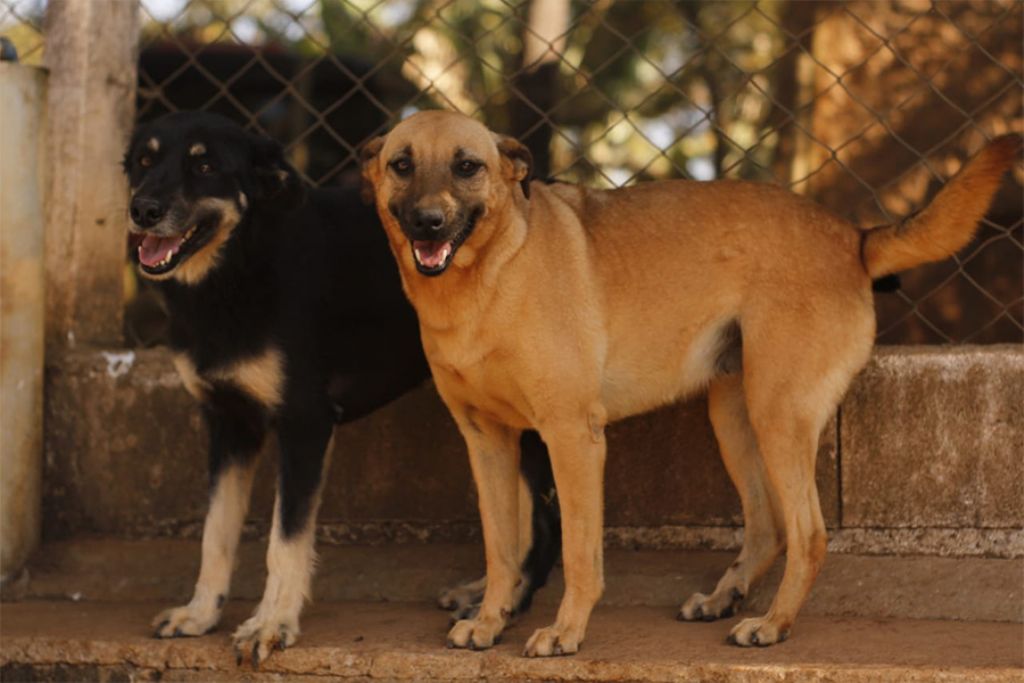 Canil Municipal dispõe de 118 animais à espera de um novo lar