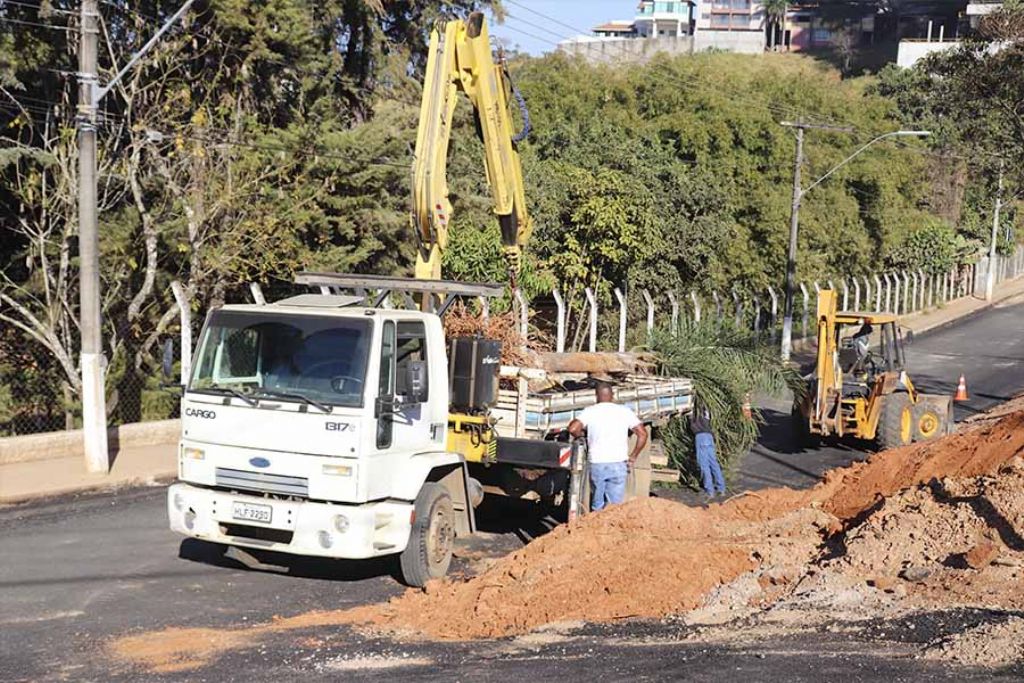  Administração Municipal transfere palmeira da Avenida do Píer para o Horto Municipal