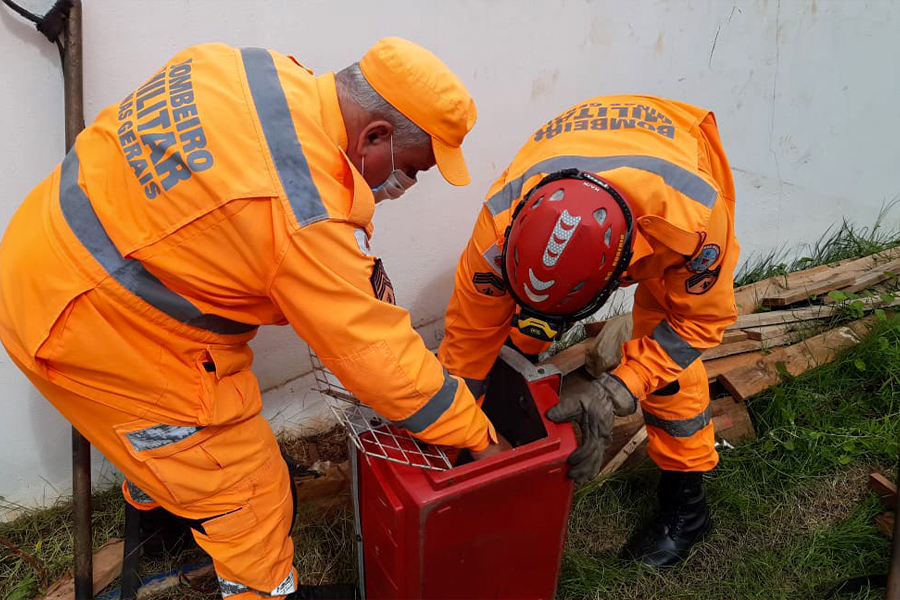 Corpo de Bombeiros resgata família de gambás em unidade escolar de Pouso Alegre