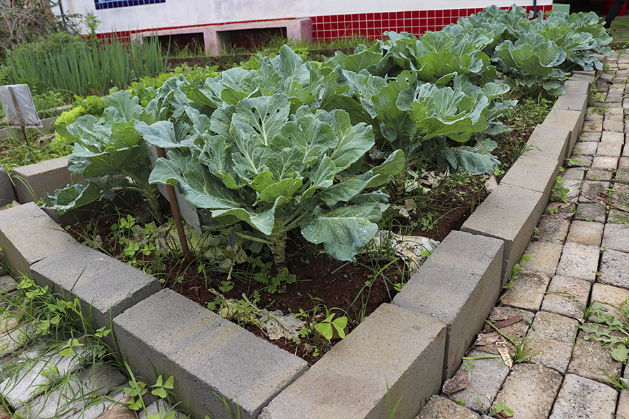 CEIM do Jatobá realiza projeto alimentação saudável com as crianças