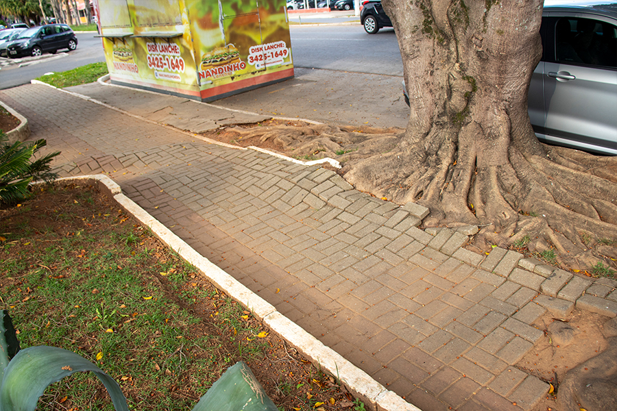 Árvore de grande porte será retirada de praça na Avenida Vicente Simões