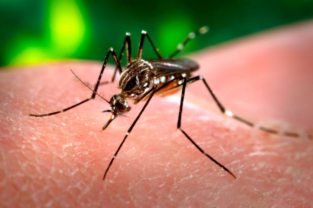 Pouso Alegre intensifica combate ao mosquito da dengue