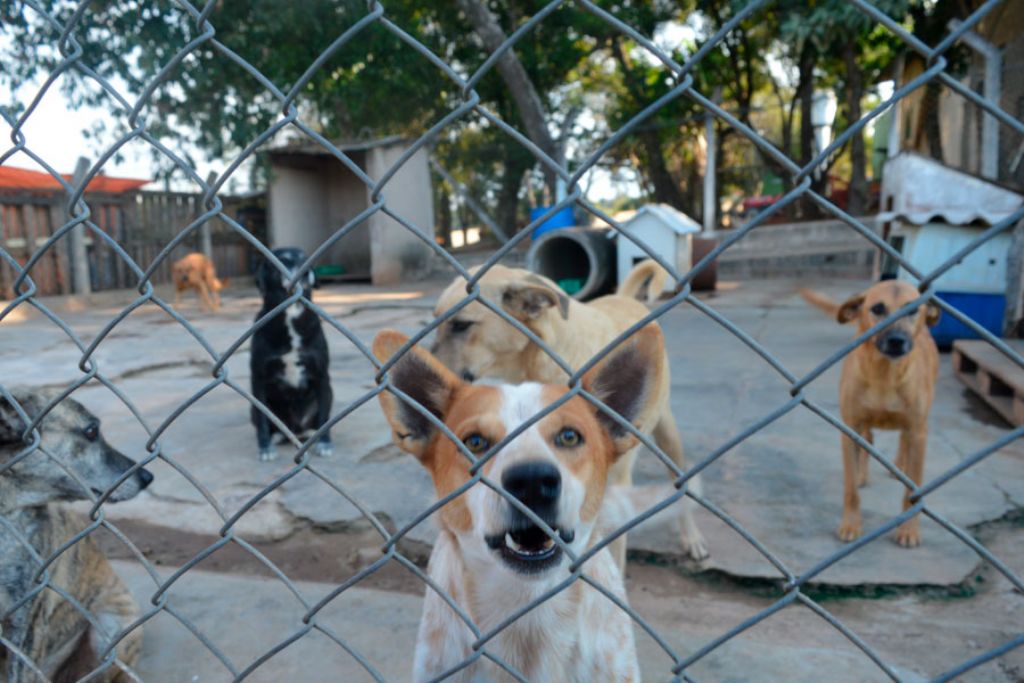 Canil não vai suprimir atendimento veterinário para animais da população