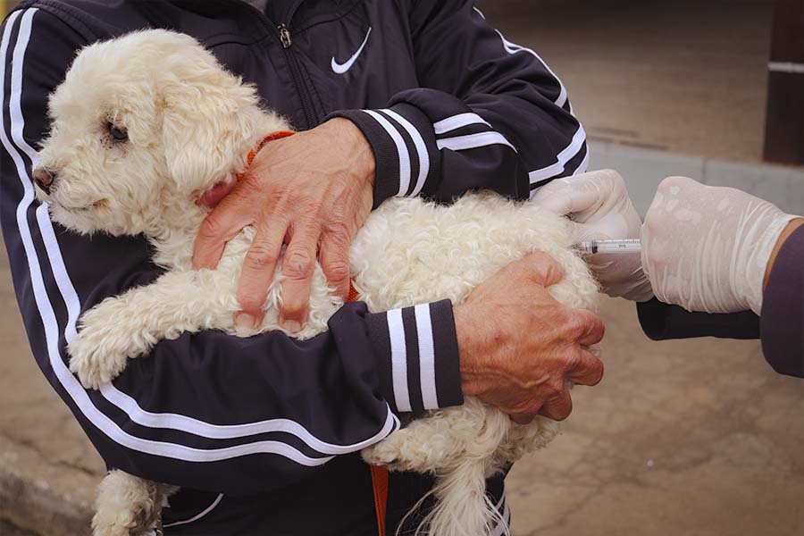 Antirrábica: saiba onde vacinar os pets no próximo sábado (3)