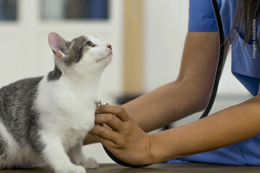Prefeitura promove atendimentos gratuitos em clínicas veterinárias da cidade
