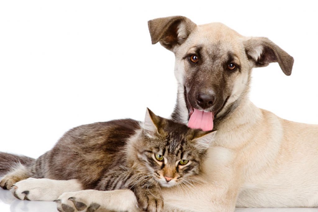 Centro de Bem Estar Animal inicia Programa de Castração de cães e gatos