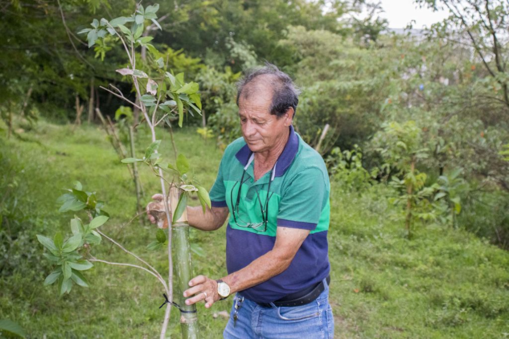 Bairros e áreas verdes são contemplados com 4 mil árvores