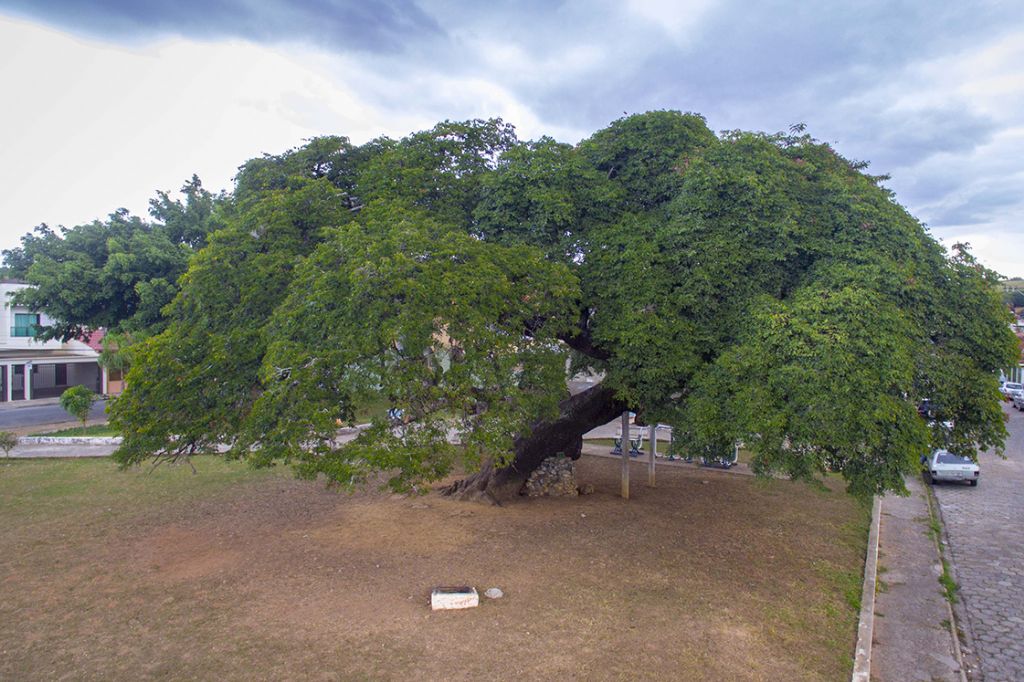 Prefeitura inicia Projeto Pouso Alegre Mais Verde