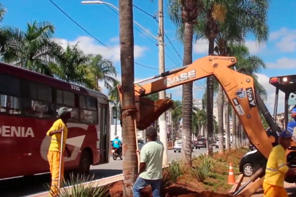 Palmeiras são replantadas na avenida Tuany Toledo