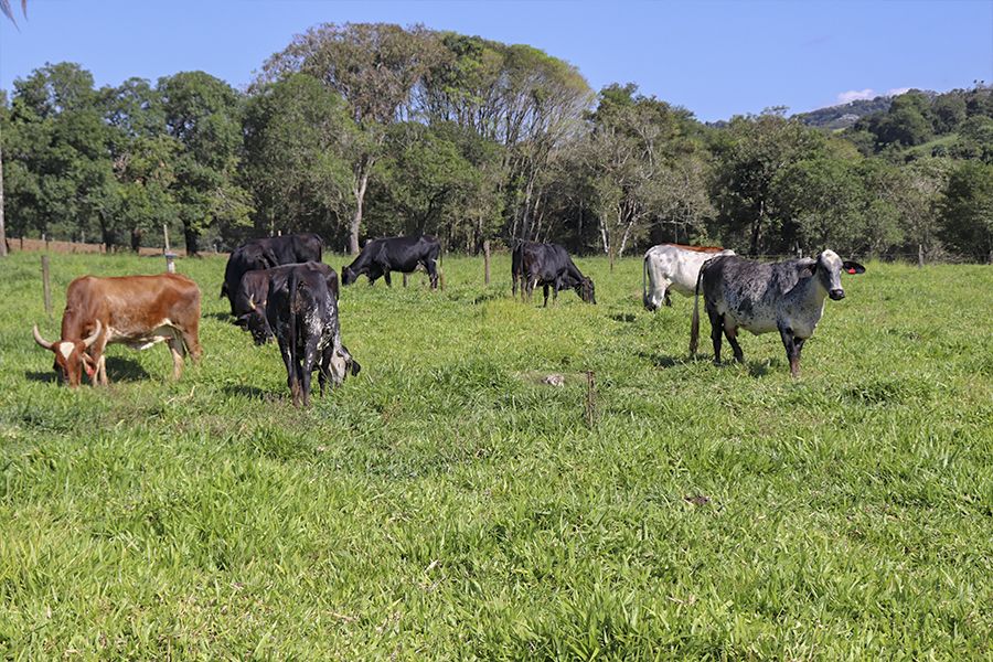 Programa de Melhoramento Genético tem início para pequenos produtores rurais