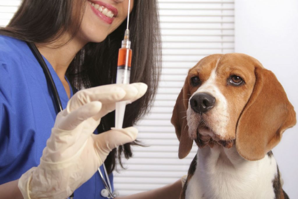  Vacinação de cães e gatos começa dia 22